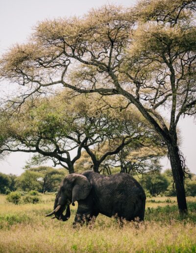 An elephant stands under a tree in the savannah.